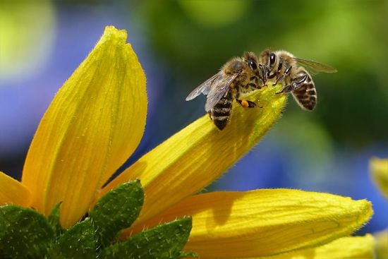9 Plants To Grow That Are Bee-Friendly