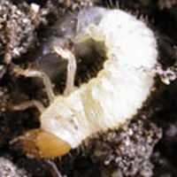 Nematodes - Organic Pest Control for Leatherjackets and Chafer Grubs