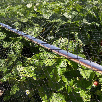 How To Grow Strawberries In The UK