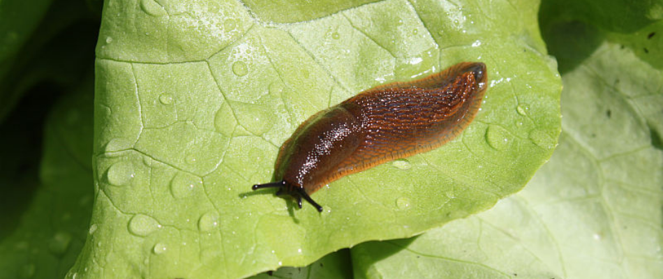 Prevent Slugs From Destroying Your Crops 