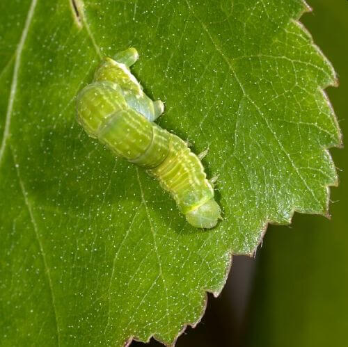 What are winter moth caterpillars? Should I wash my tree in Winter?