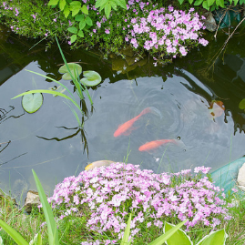 Watering & Pond Care