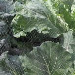 Butterfly Netting to Stop Cabbage White Butterflies