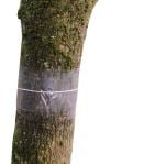 Clear Fruit Tree Glue Bands 5m