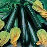 Organic Courgette Seed