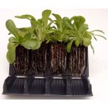 Rapid Rootrainers for Optimum Root Formation