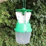 Raspberry Beetle Trap and Refills with Pheromone 