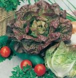 Organic Lettuce Seed - Merveille des Quatre Saisons