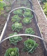 Small High Top Hoop Tunnel Kits With Garden Netting - HTTS