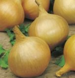 Organic Onion Seed - Sturon