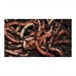 Composting Worms Tiger 250g