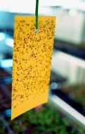 Yellow Sticky Insect Traps For Whitefly Control