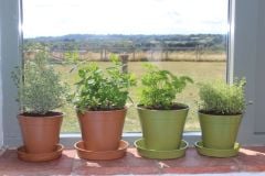 Compostable Bamboo Plant Pots 