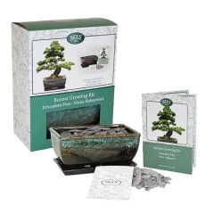 Bonsai Growing Kit - Jerusalem Pine