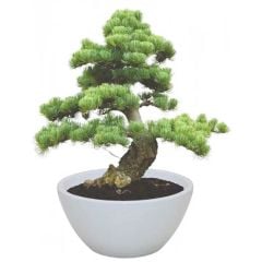 Bonsai Grow Kit - Pine Tree