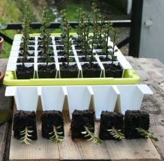 Bustaseed propagation kit being used.