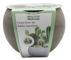 Grow Your Own Cactus Plants 