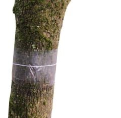 Grease Bands for Fruit Trees Clear Glue Bands