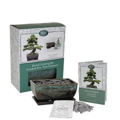 Grow Your Own Bonsai Set - Stone Pine