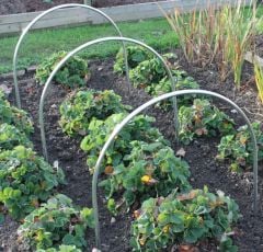 Garden Hoops Made from Metal for Taller Crops