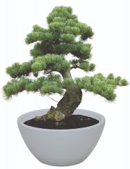 Indoor Bonsai Grow Kit Jerusalem Pine 