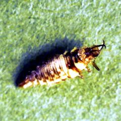 Large Lacewing Larvae 500 (50sqm) - Chrysoperla carnea