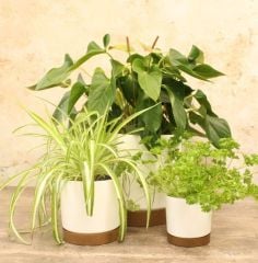 White Plant Pots Indoor or Outdoor Chloe