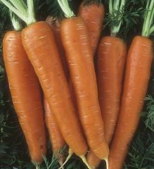 Organic Carrot Seed
