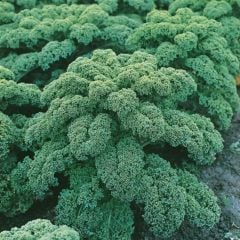 Organic Kale Seed