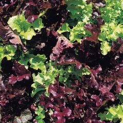 Organic Lettuce Seed - Red & Green Salad Bowl Mixed