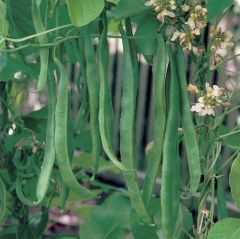 Organic Runner Bean Seeds