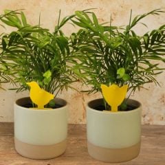 plant pots with yellow sticky fly traps in the shape of a bird and tulip