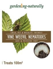 Vine Weevil Nematodes 100sq.m Gardening Naturally