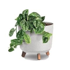 Zinnia Cylindrical Plant Pot
