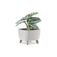 Zinnia Square Pot / Planter in White or Natural