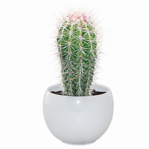 Mexican Giant Cactus Grow Set 