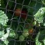 Strawberry Cages, Complete with Netting, Pegs & Clips (700mm/2ft 3in High)