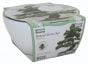 Indoor Bonsai Grow Kit Jerusalem Pine 