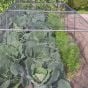 Butterfly Netting to Stop Cabbage Whites