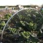 Butterfly Netting to Stop Cabbage Whites