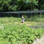 Walk in Fruit and Vegetable Cages