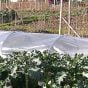 Polythene for Plant Protection