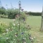 Maypole Plant Support for Flowers or Beans