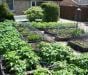 Flexible Green Garden Hoops for Creating Cloches