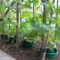 Tomato Grow Pots for Easy Feeding & Watering