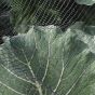 Soft Butterfly Netting, Ideal Brassica Protection