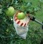 Swop Top Set - Fruit Picking/ Pruning Set