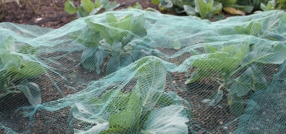 netting-frost-protection